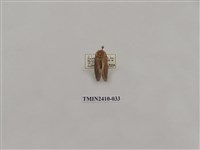 藏品(銀灰帶刺蛾)的圖片